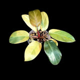Variegated Black Cardinal Philodendron in a Nursery Pot - EXTREMELY Rare Collector Plant