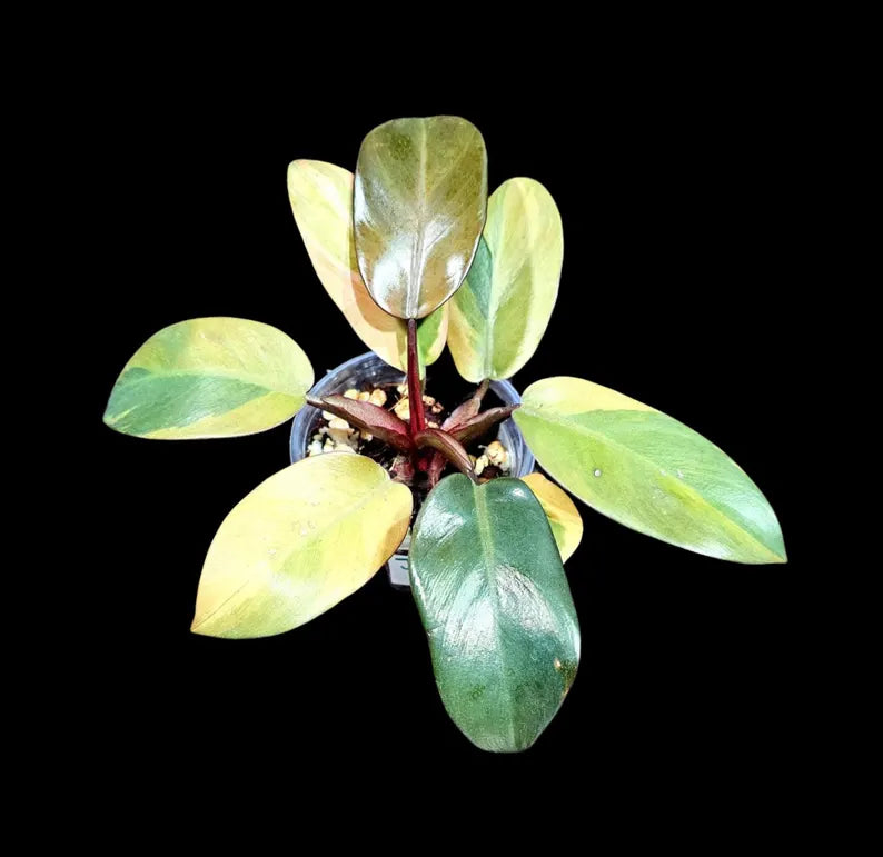 Variegated Black Cardinal Philodendron in a Nursery Pot - EXTREMELY Rare Collector Plant
