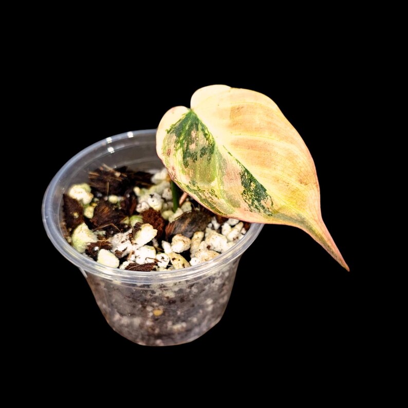 Variegated Philodendron Mican Aurea in a Nursery Pot - Velvet Heartleaf Philodendron
