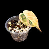 Variegated Philodendron Mican Aurea in a Nursery Pot - Velvet Heartleaf Philodendron