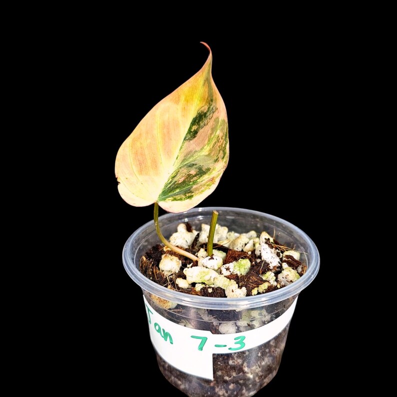 Variegated Philodendron Mican Aurea in a Nursery Pot - Velvet Heartleaf Philodendron