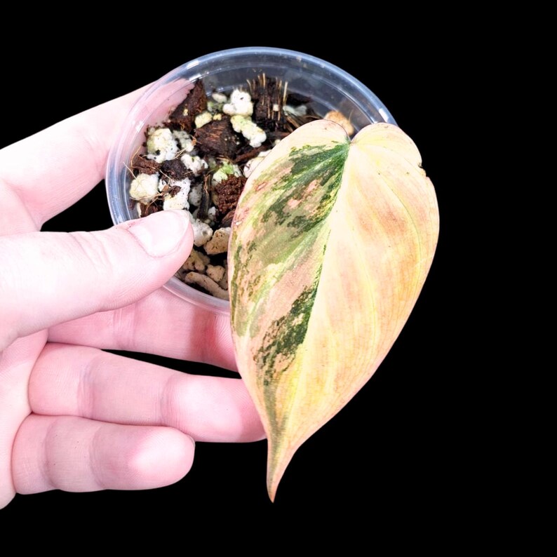 Variegated Philodendron Mican Aurea in a Nursery Pot - Velvet Heartleaf Philodendron