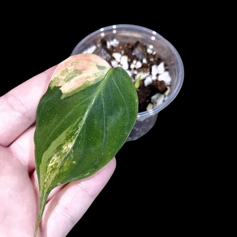 Variegated Philodendron Mican Aurea in a Nursery Pot - Velvet Heartleaf Philodendron Potted Plant