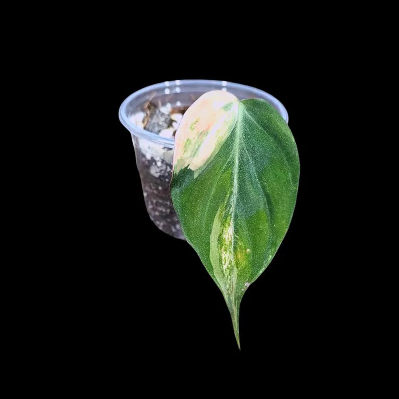Variegated Philodendron Mican Aurea in a Nursery Pot - Velvet Heartleaf Philodendron Potted Plant