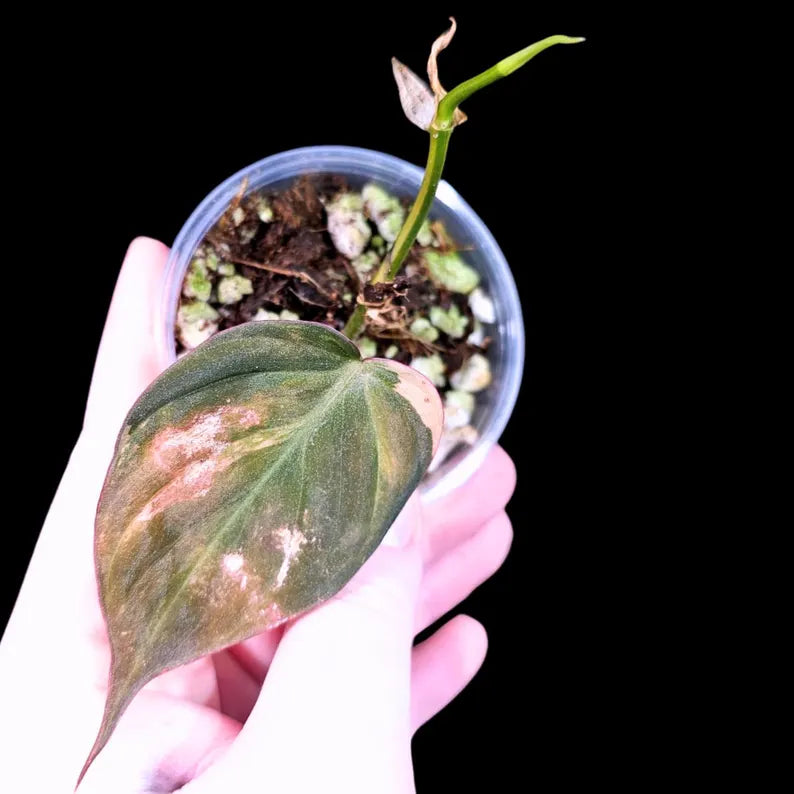 Variegated Philodendron Mican Aurea in a Nursery Pot - Low Light Vining Rare Indoor Plant
