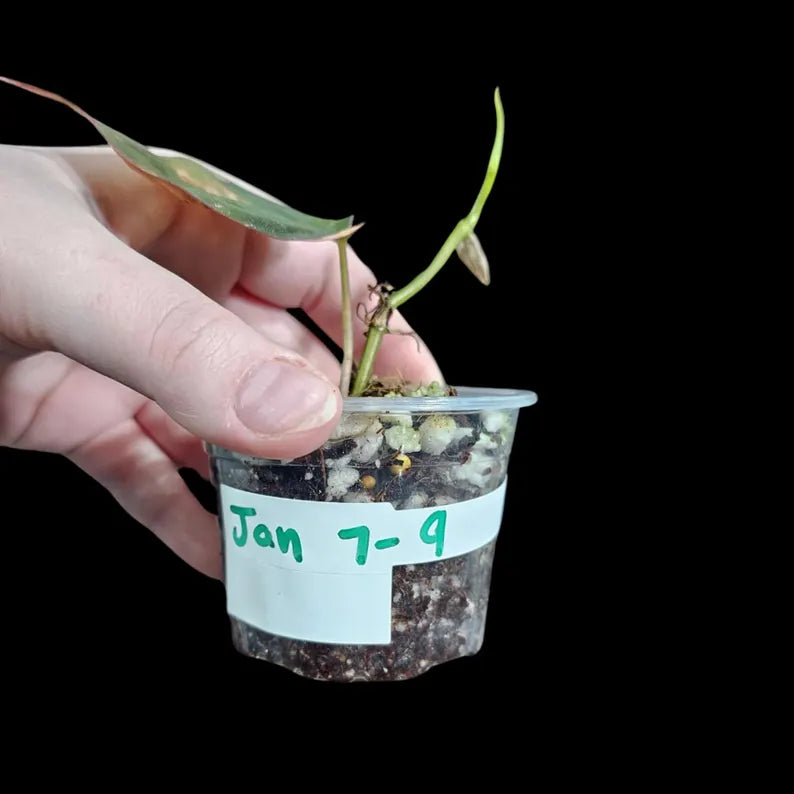 Variegated Philodendron Mican Aurea in a Nursery Pot - Low Light Vining Rare Indoor Plant