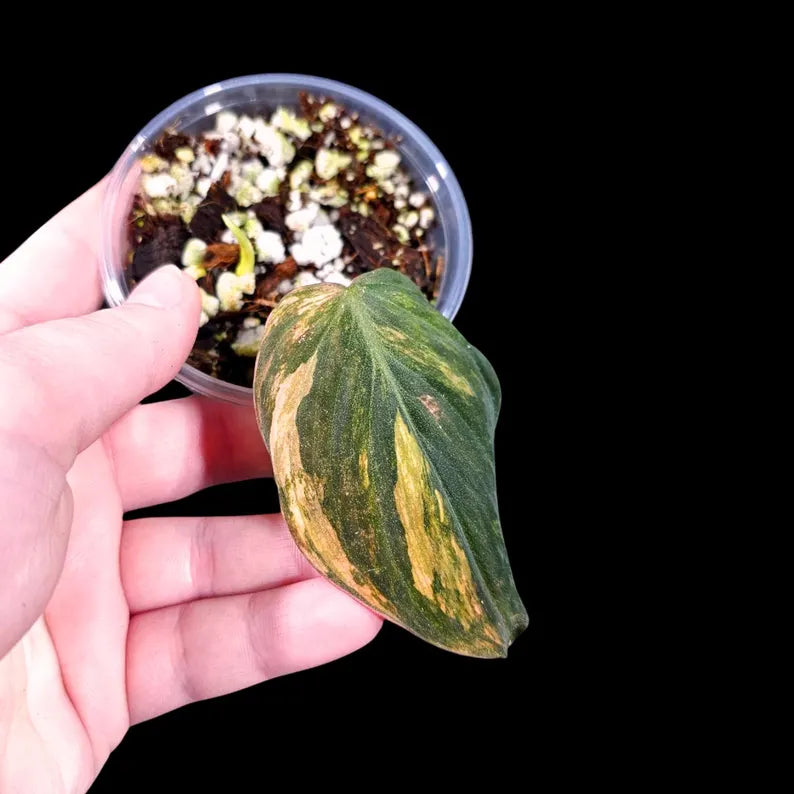 Variegated Philodendron Mican Aurea in a Nursery Pot - Velvet Heartleaf Philodendron - Low Light Vining Rare Indoor Plant