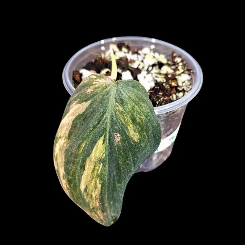 Variegated Philodendron Mican Aurea in a Nursery Pot - Velvet Heartleaf Philodendron - Low Light Vining Rare Indoor Plant