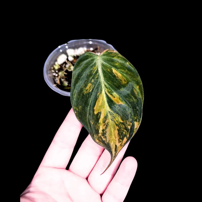 Variegated Philodendron Mican Aurea in a Nursery Pot - Low Light Vining Rare Indoor Potted Plant