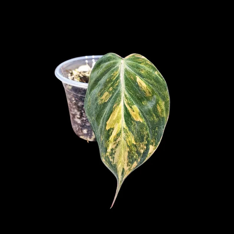 Variegated Philodendron Mican Aurea in a Nursery Pot - Low Light Vining Rare Indoor Potted Plant
