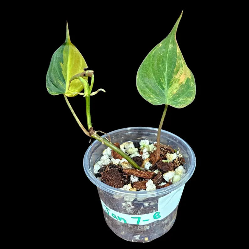 Variegated Velvet Heartleaf Philodendron Mican Aurea in a Nursery Pot - Low Light Vining Rare Indoor Plant