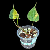 Variegated Velvet Heartleaf Philodendron Mican Aurea in a Nursery Pot - Low Light Vining Rare Indoor Plant