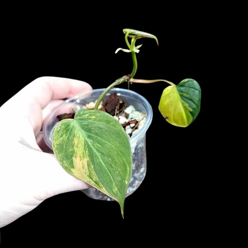 Variegated Velvet Heartleaf Philodendron Mican Aurea in a Nursery Pot - Low Light Vining Rare Indoor Plant