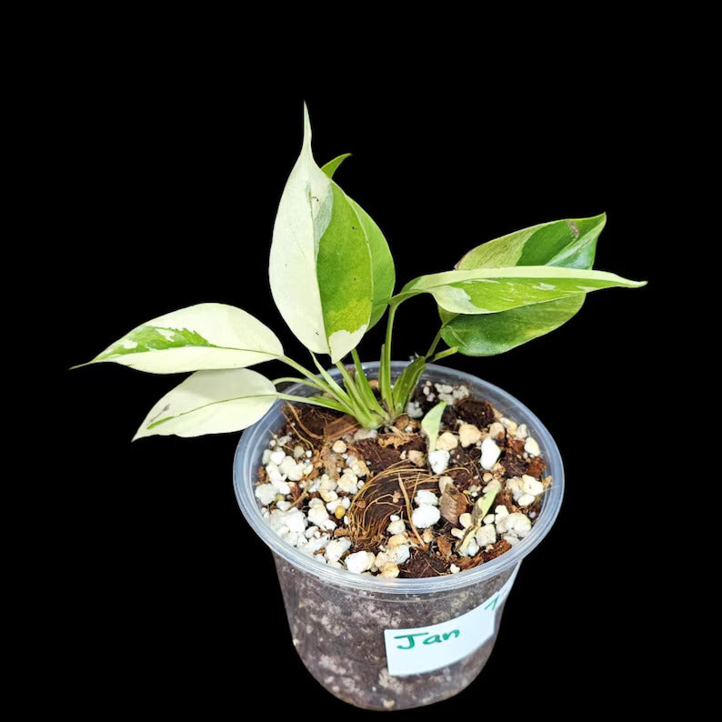 Rare Variegated Rhaphidophora Tetrasperma Albo in a Nursery Pot - Rare Mini Tetrasperma