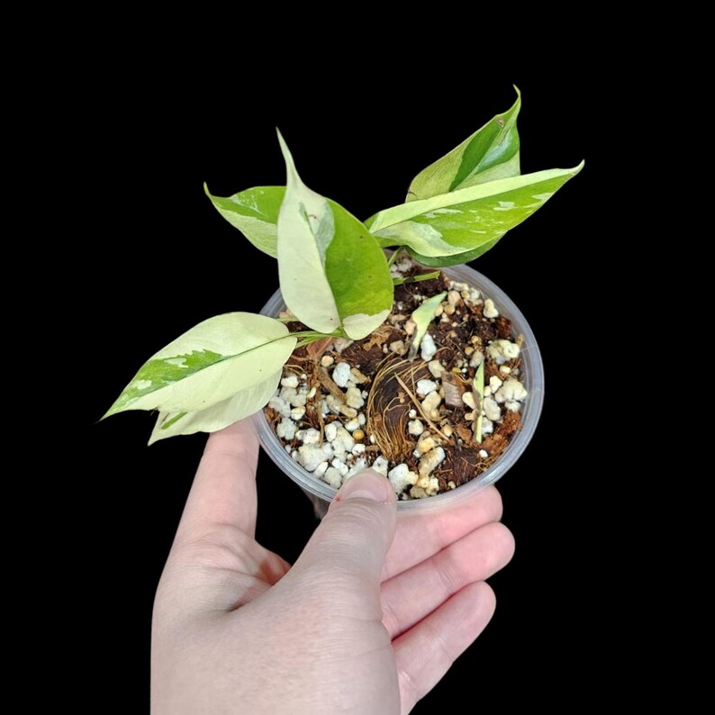 Rare Variegated Rhaphidophora Tetrasperma Albo in a Nursery Pot - Rare Mini Tetrasperma