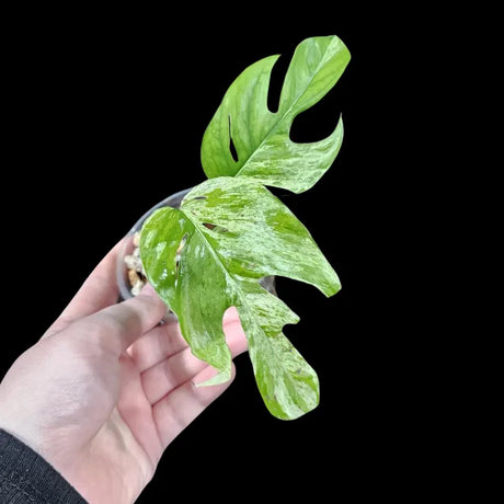 RARE Epipremnum Pinnatum Albo Variegated Plant in a Nursery Pot  - Rare Collector Variegated Plant Indoor Plant