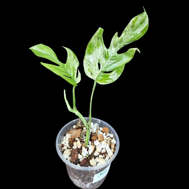 RARE Epipremnum Pinnatum Albo Variegated Plant in a Nursery Pot  - Rare Collector Variegated Plant Indoor Plant