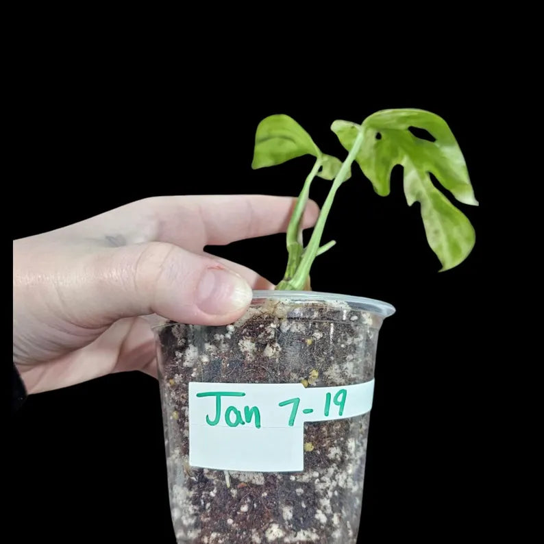 RARE Epipremnum Pinnatum Albo Variegated Plant in a Nursery Pot  - Rare Collector Variegated Plant Indoor Plant
