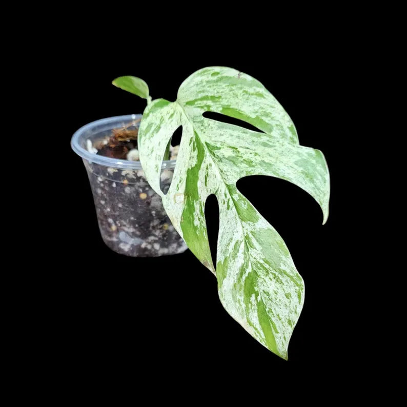 RARE Epipremnum Pinnatum Albo Variegated Plant in a Nursery Pot - Variegated Plant - Rare Collector Indoor Plant