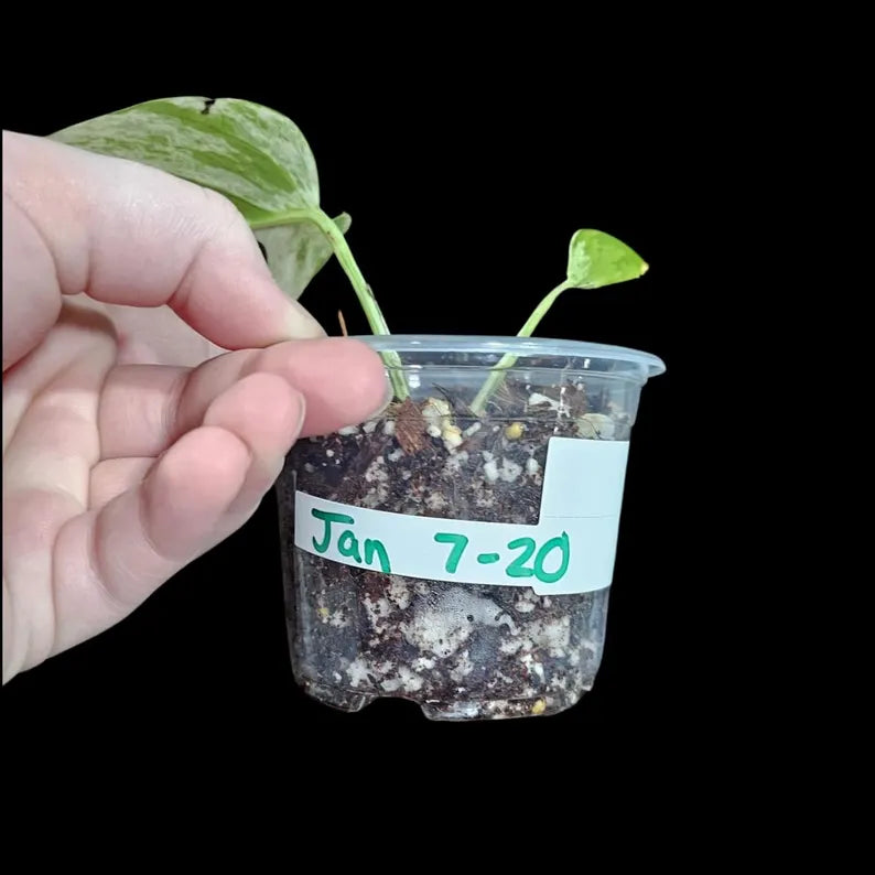 RARE Epipremnum Pinnatum Albo Variegated Plant in a Nursery Pot - Variegated Plant - Rare Collector Indoor Plant