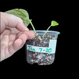 RARE Epipremnum Pinnatum Albo Variegated Plant in a Nursery Pot - Variegated Plant - Rare Collector Indoor Plant