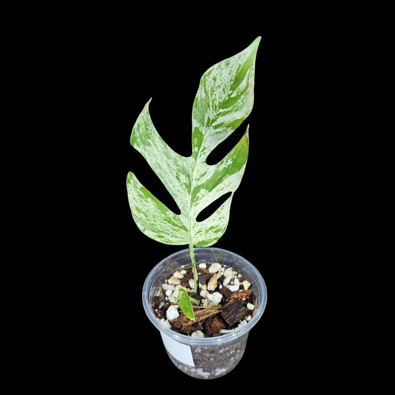 RARE Epipremnum Pinnatum Albo Variegated Plant in a Nursery Pot - Variegated Plant - Rare Collector Indoor Plant