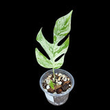 RARE Epipremnum Pinnatum Albo Variegated Plant in a Nursery Pot - Variegated Plant - Rare Collector Indoor Plant