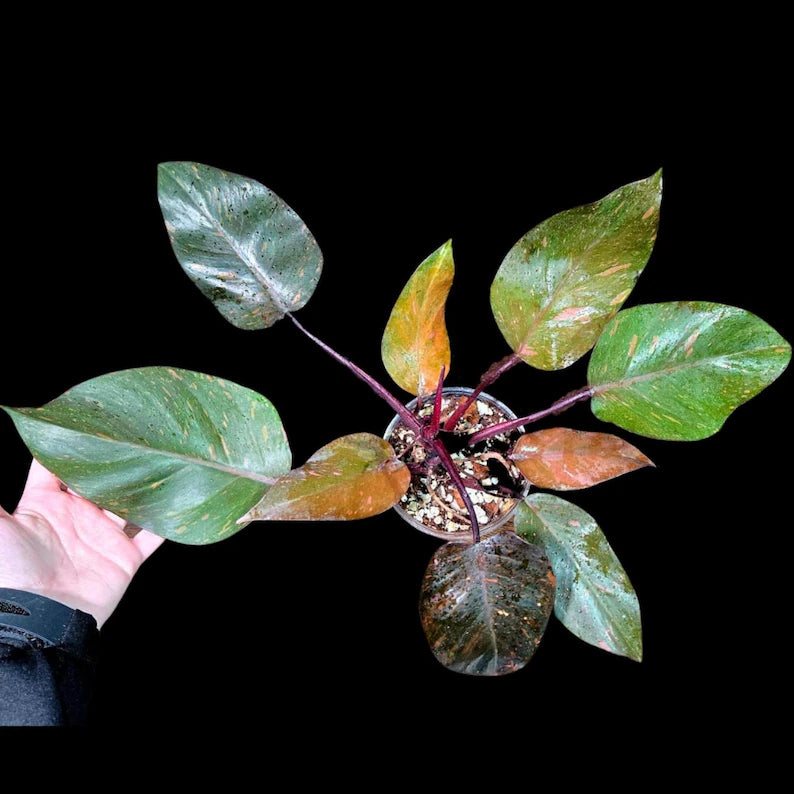 RARE Philodendron Orange Marble Princess in a Nusery Pot