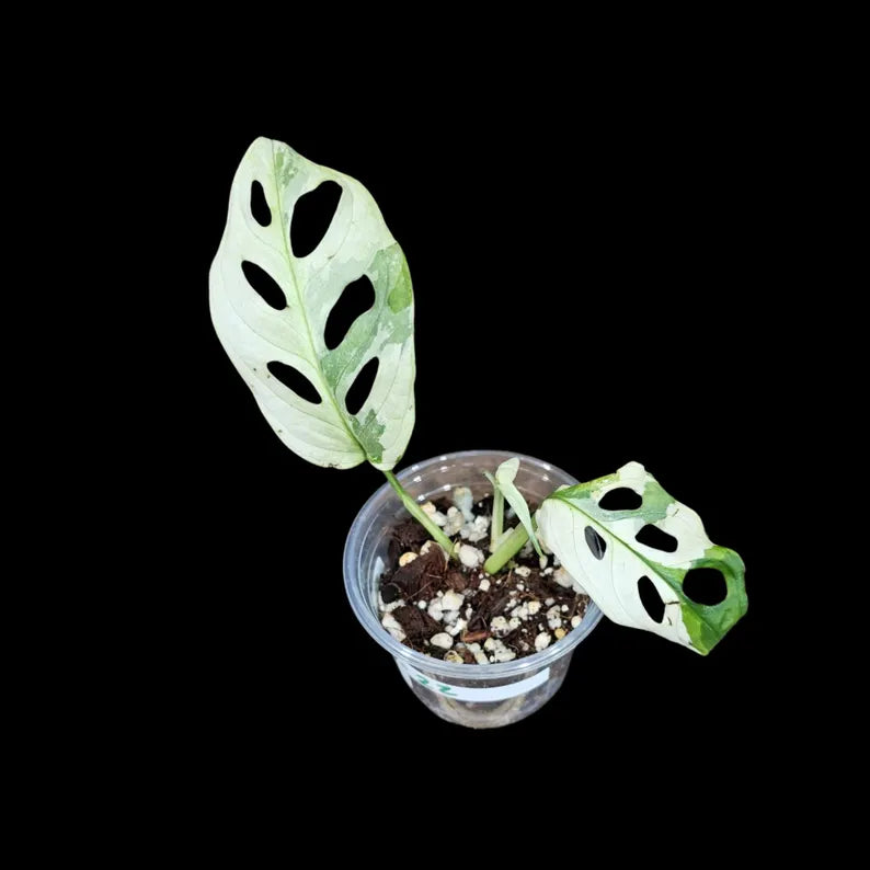 High Variegated White Monstera Adansonii Albo in a Nursery Pot