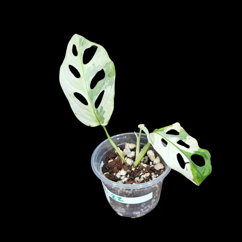High Variegated White Monstera Adansonii Albo in a Nursery Pot