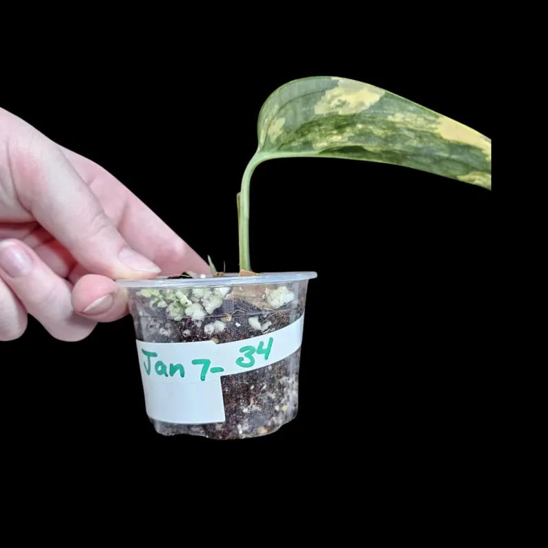 Variegated Monstera Peru in a Nursery Pot | Live Rare Houseplants