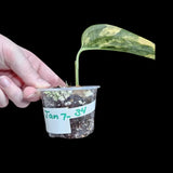 Variegated Monstera Peru in a Nursery Pot | Live Rare Houseplants