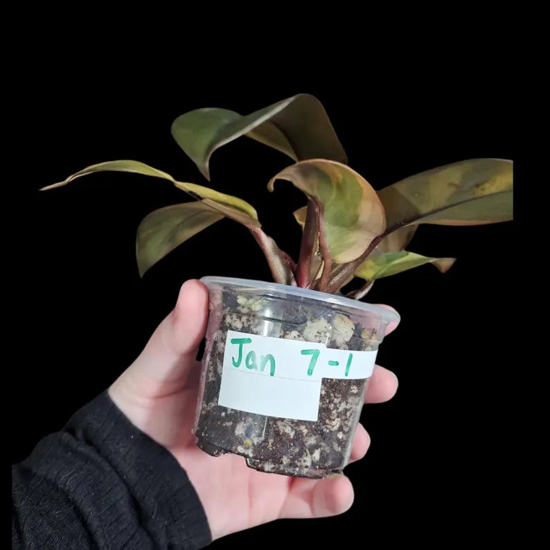 Variegated Black Cardinal Philodendron in a Nursery Pot - EXTREMELY Rare Collector Plant