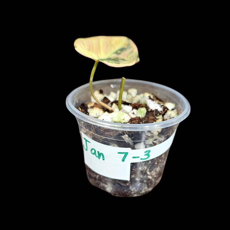 Variegated Philodendron Mican Aurea in a Nursery Pot - Velvet Heartleaf Philodendron