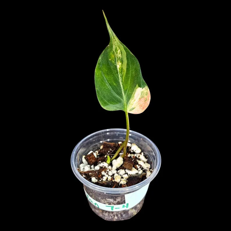 Variegated Philodendron Mican Aurea in a Nursery Pot - Velvet Heartleaf Philodendron Potted Plant