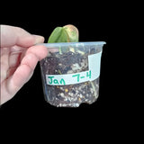 Variegated Philodendron Mican Aurea in a Nursery Pot - Velvet Heartleaf Philodendron Potted Plant