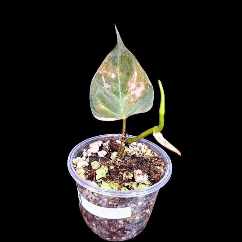 Variegated Philodendron Mican Aurea in a Nursery Pot - Low Light Vining Rare Indoor Plant