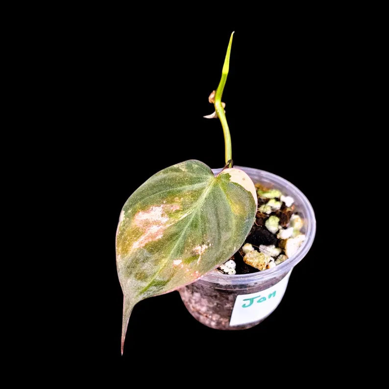Variegated Philodendron Mican Aurea in a Nursery Pot - Low Light Vining Rare Indoor Plant