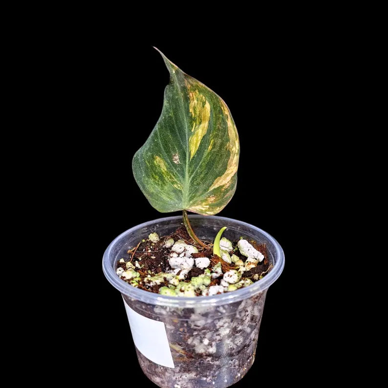 Variegated Philodendron Mican Aurea in a Nursery Pot - Velvet Heartleaf Philodendron - Low Light Vining Rare Indoor Plant