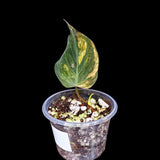 Variegated Philodendron Mican Aurea in a Nursery Pot - Velvet Heartleaf Philodendron - Low Light Vining Rare Indoor Plant