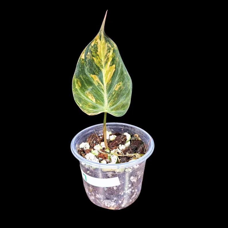 Variegated Philodendron Mican Aurea in a Nursery Pot - Low Light Vining Rare Indoor Potted Plant