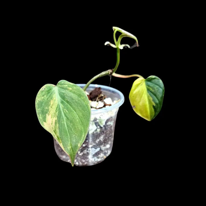 Variegated Velvet Heartleaf Philodendron Mican Aurea in a Nursery Pot - Low Light Vining Rare Indoor Plant