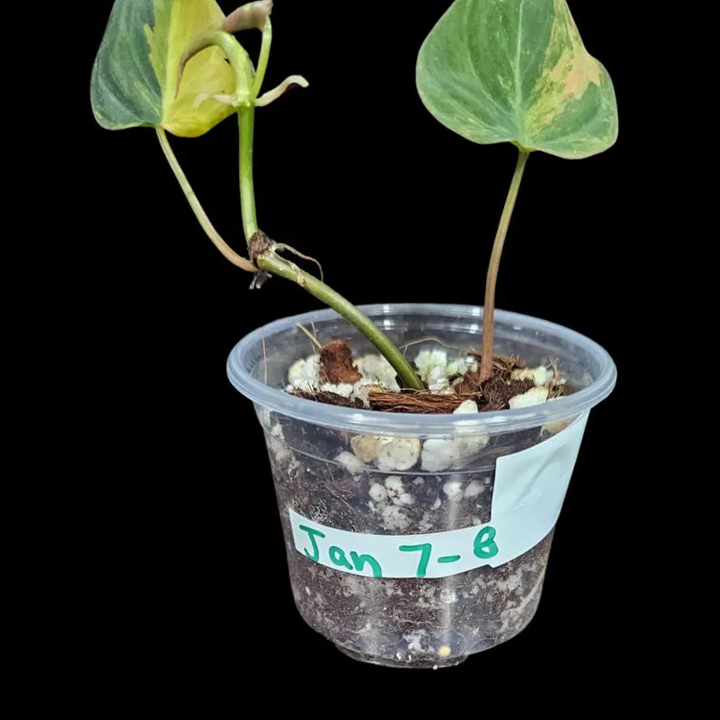 Variegated Velvet Heartleaf Philodendron Mican Aurea in a Nursery Pot - Low Light Vining Rare Indoor Plant