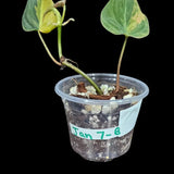 Variegated Velvet Heartleaf Philodendron Mican Aurea in a Nursery Pot - Low Light Vining Rare Indoor Plant