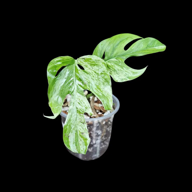 RARE Epipremnum Pinnatum Albo Variegated Plant in a Nursery Pot  - Rare Collector Variegated Plant Indoor Plant
