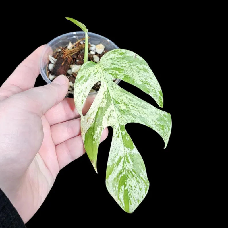 RARE Epipremnum Pinnatum Albo Variegated Plant in a Nursery Pot - Variegated Plant - Rare Collector Indoor Plant