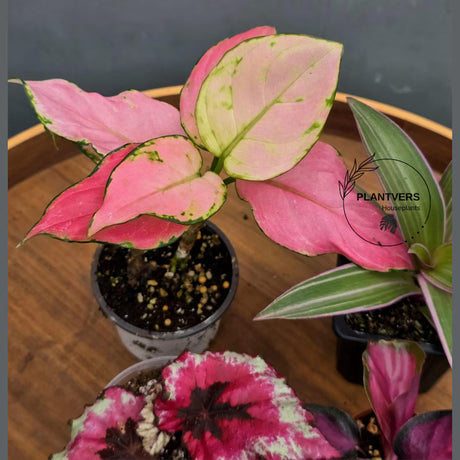 Set of 4 Assorted Pink Plant in 2" Pots - Live Mini Colorful Plant Bundle - Beginner Friendly - Indoor Houseplant Variety