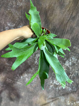 Staghorn Fern in 4" Grow Pot – Platycerium Bifurcatum An Unique Epiphytic Indoor Plant – Easy Care Air-Purifying Tropical Houseplant