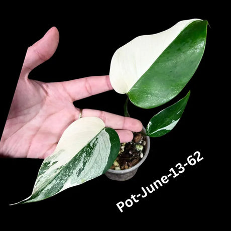 Monstera Albo - Rare Variegated Monstera Borsigiana Albo - Rare Collector Plant - White Monstera Albo - EXACT Same Plant - USA Seller
