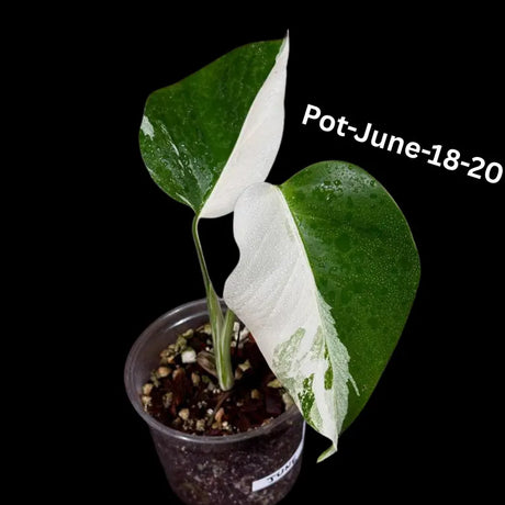 Monstera Albo - Rare Variegated Monstera Borsigiana Albo - Rare Collector Plant - White Monstera Albo - EXACT Same Plant - USA Seller